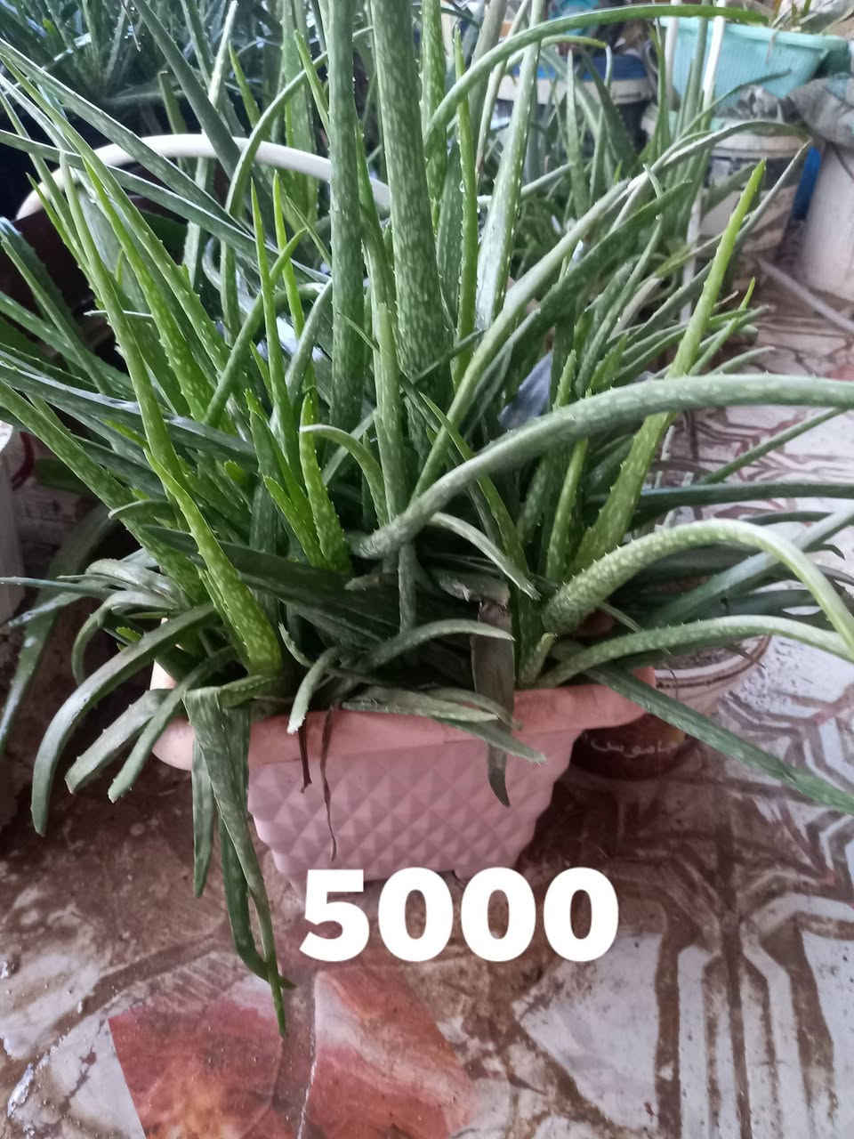 نبات الألوفيرا الطبيعي 🌿
فوائد متعددة للصحة والجمال
• يرطب ويهدئ البشرة
• مفيد لحروق الشمس والالتهابات
• يقوي الشعر ويقلل التساقط
• نبات طبيعي وسهل العناية
متوفر بكميات سعر السندانه 100 و 10000 الاف و 5000 سامراء حي الافراز شارع المستوصف مقابل مدرسة الكندي للبنين 
للطلب والمراسلة *********** او ***********
