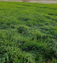 نصف دونم للبيع واجهه 26ونص ونزال 47 قرار 117 بسمنه شارع موقع جسر الفرن...