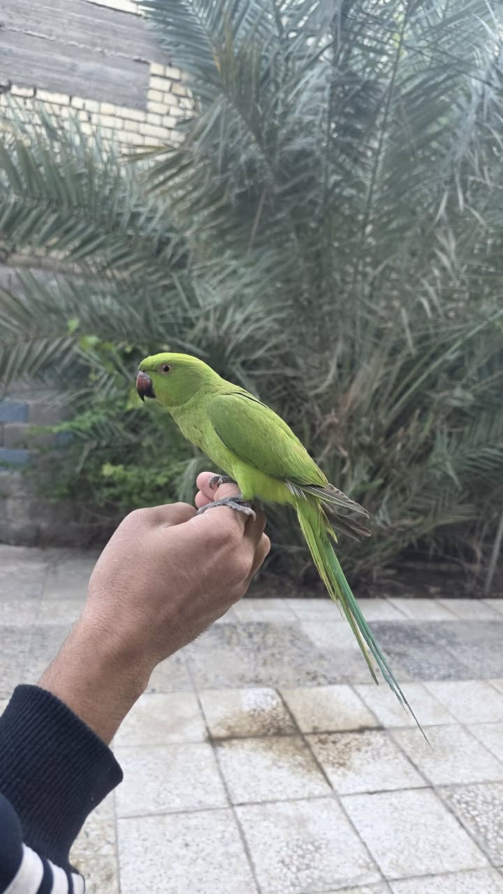 متاح ببغاء دره اليف مكاني بغداد رقمي *********** موجود توصيل لكل المحافضات
