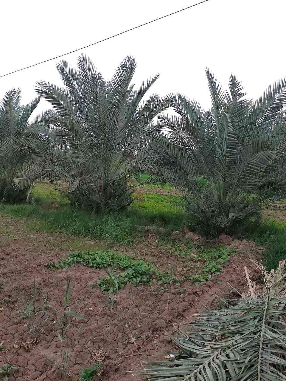 مزرعه 4 دونم  للبيع مع بيت طابوك بناء حديث  الموقع قرب قريت المناعع داخل المزرعه  حقل مع بحيره   100 نخله 50 حمالات ***********
