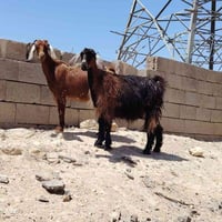 زوج جذاع • الانبار حديثه • توصيل
