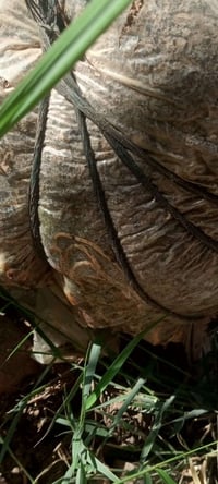 فسائل • جذور كبيرة • خدمة واسط