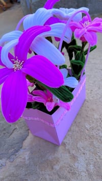 بوكس ألوان • أشكال مختلفة • سعر مناسب