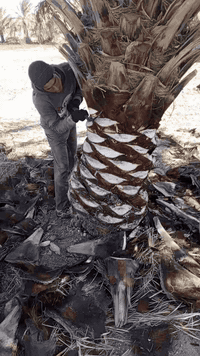 نخل • فسائل • تنظيف