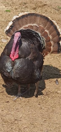 ديوكه • شيشة • حايلات