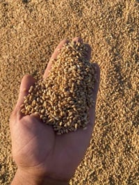 حنطه نزار • نظافه درجه اولى • ناحية حمرين