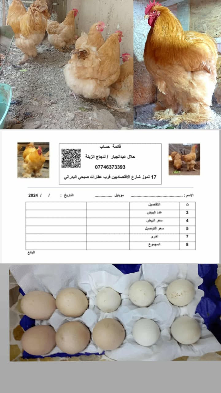 السلام عليكم ورحمة الله وبركاته اللهم صلي على محمد وال محمد 🙏 موسم خير وبركه لجميع أن شاء الله
متاح بيض 🥚 +افراخ كوشن  العملاق         العراقية 🙏🤳  

باقي التفاصيل خاص او الاتصال على الرقم 
الهاتف ***********
الموقع الرسمي موصل ايمن  يوجد توصيل جميع محفظات العراقية 🙏 
Thank you all 🤳🙏
