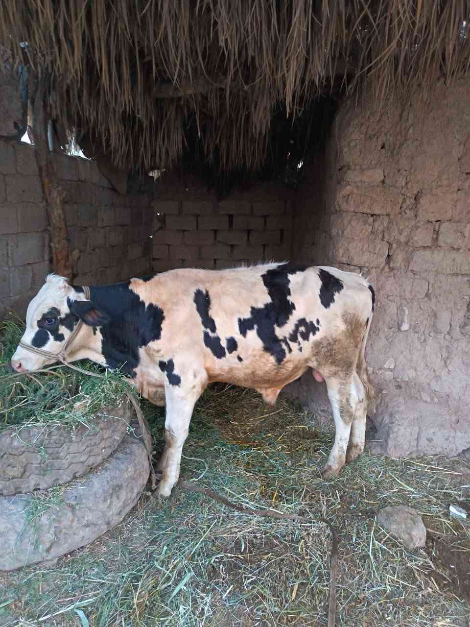 عجل للبيع
العمر سته أشهر
من ام فريزن
تلقيح صناعي سمنتل
للاستفسار الاتصال على الرقم ***********
