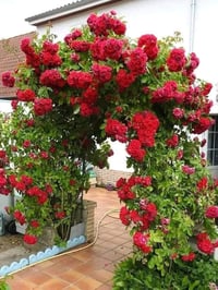 أشجار زينة • ورود جوري • الجربوعيه