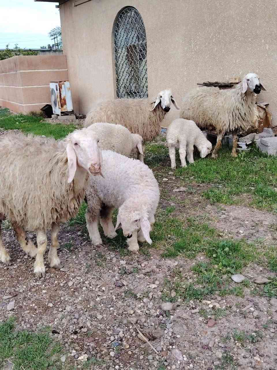 السلام عليكم اخواني الجنايه نعاج العدد ٦عرجيليات خط اول مكفولات على كل عيب من ضمنهن 3مطافيل 3ماخذات فحل
العنوان بغداد التاجي
***********.
***********
