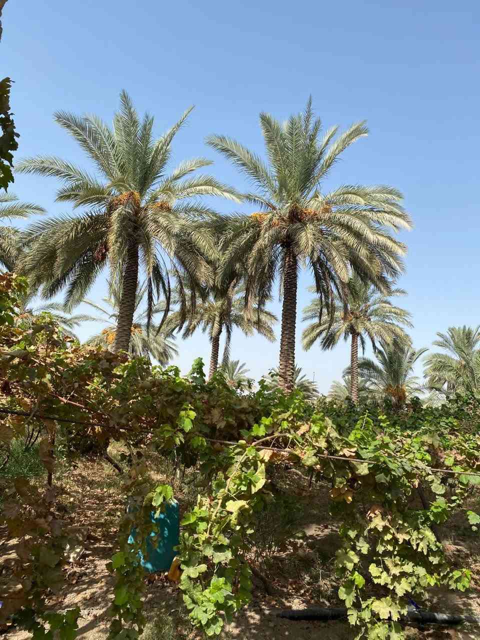 بستان ٣،دونم  طابو زراعي سند ٢٥ مغروسه انواع الفواكه ( تين ،عنب ،تفاح ،نخيل ) فيها بئر ماء صالح للشرب و منظومة سقي 
كافة الخدمات متوفره ماء وكهرباء 
تباع كلها او دونم واحد او نص دونم
للاستفسار الاتصال على الرقم التالي 
***********
