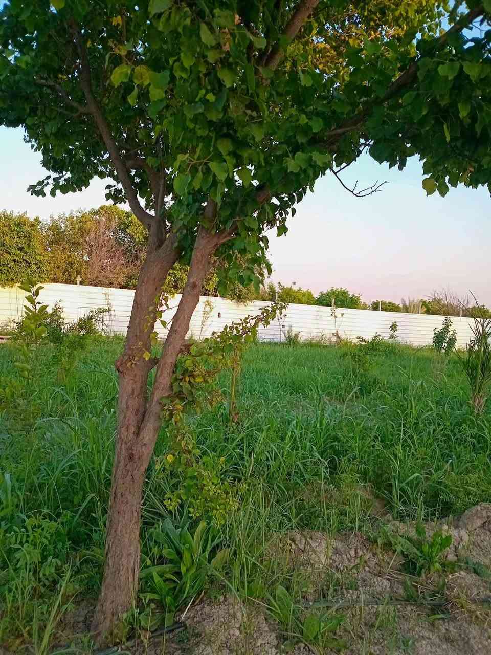 سلام عليكم اخوان مزرعة لبيع ٩٠ كاملة مي وكهرباوسياج ودارستراحة ***********
