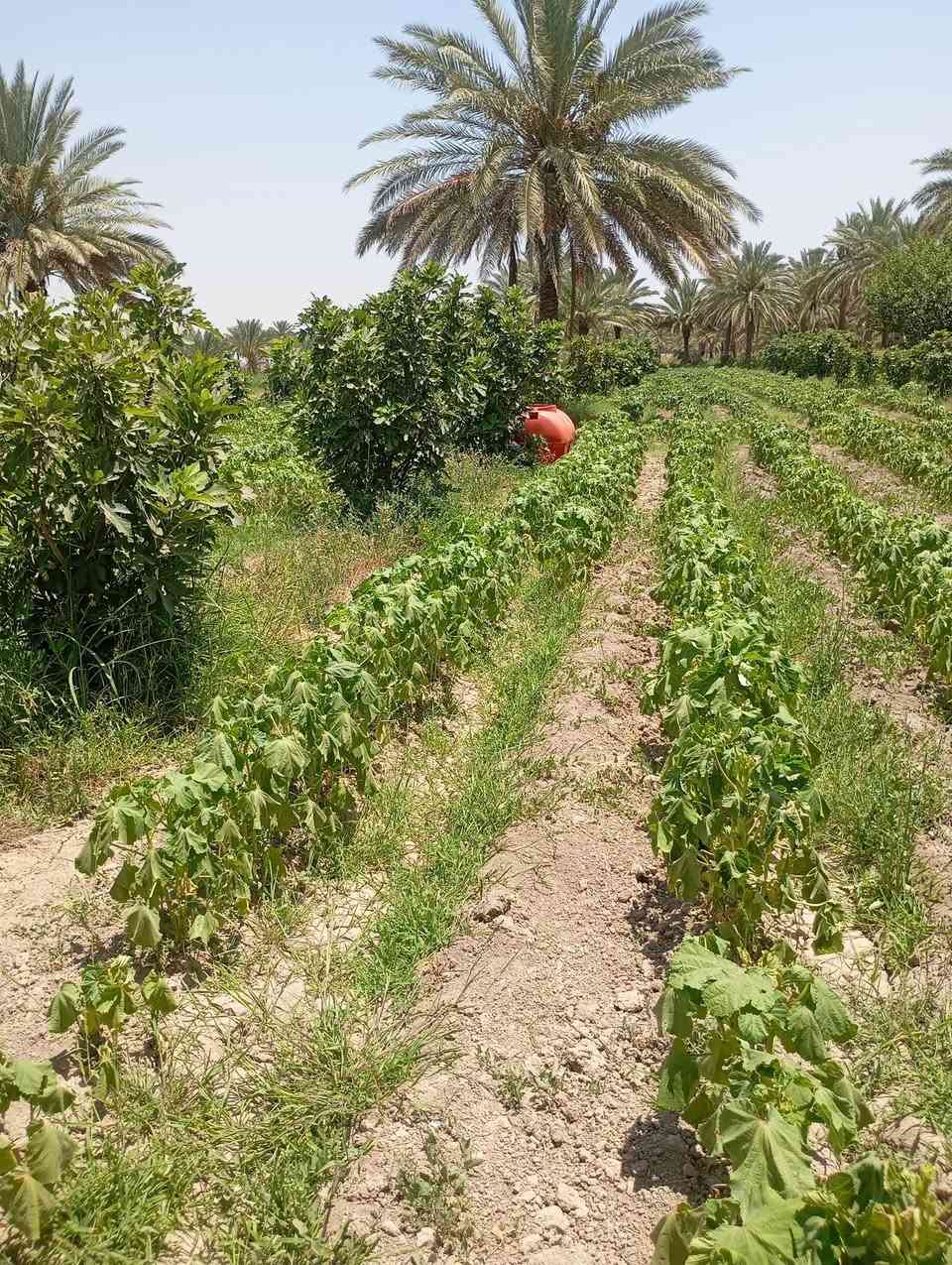يوجد لدينا دوله ونص طاب زراعي سنه 25 تحويل باسم المشتري كافه الخدمات  اساله وماي سقي ويوجد  في  وتحوي على تين حوالي 50 تينه حمال وقاع مزروعه بانيه حاليا ونخل وقاعد ترهم للسكن وتصير مزرعه وطريق زوار الامام الحسين ترهم حتى موكب       التصال***********
