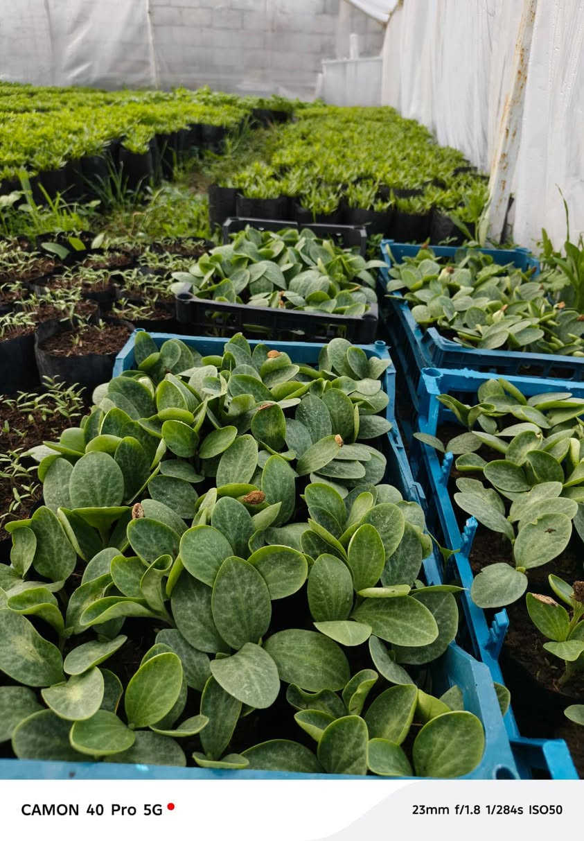 شتل باذنجان فلفل بارد فلفل حار  البيع *********** اسيا***********
