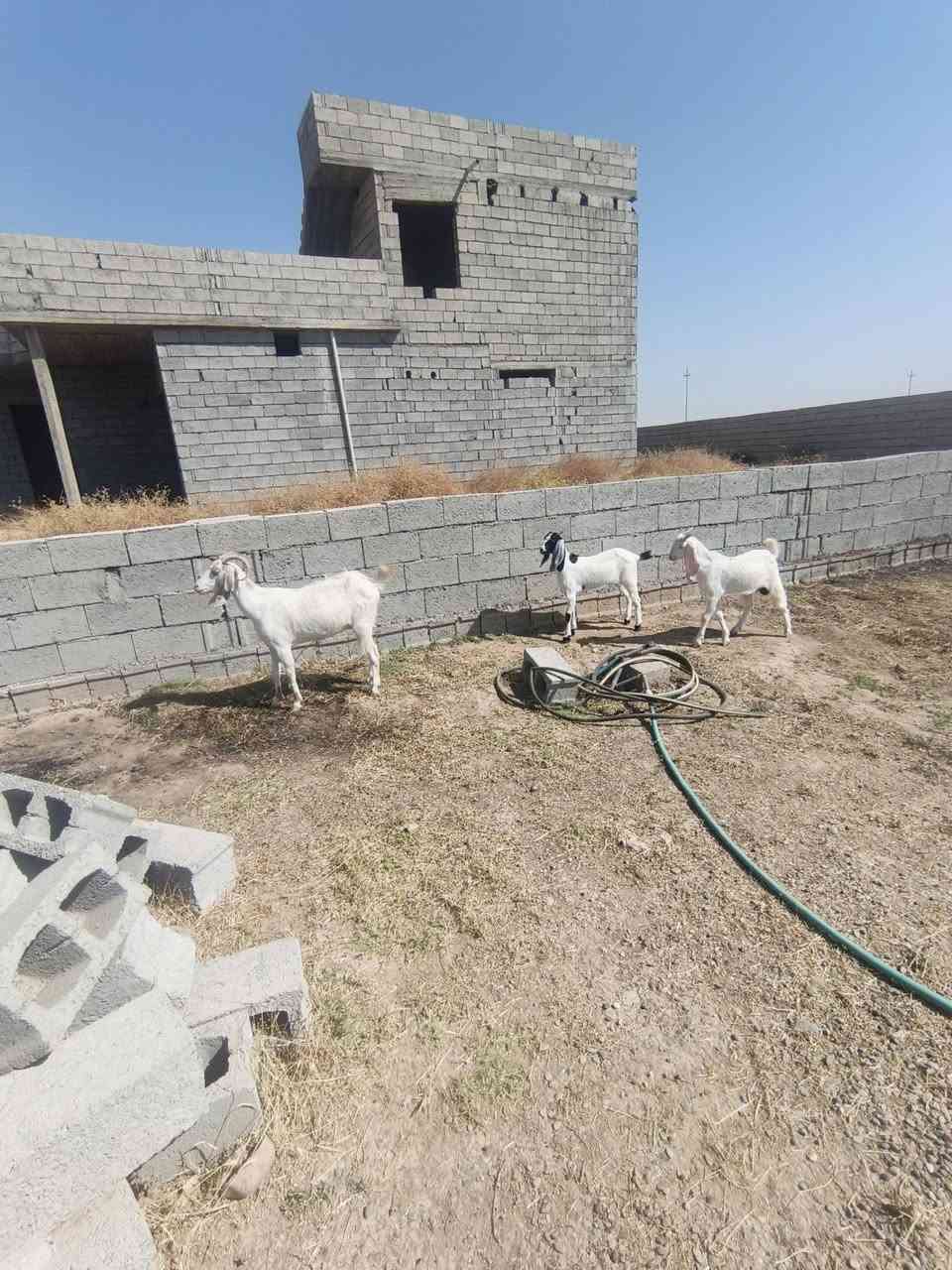 معزه العدد ثلاثه وراهن توام وراهن اربع جدايه وصخلات ٢ مكان قريه اصبيح ***********
