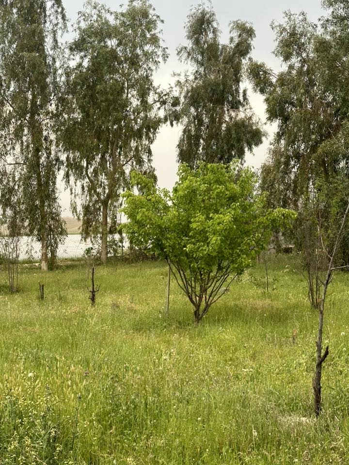 فرصة للبيع – مرزعة مرتبة وجاهزة 🔥
للبيع مرزعة بموقع حلو وهادئ جداً
📍 قرية ترجل – قبل معمل سمنت ليلان

🔹 المساحة: دونمين ونص
🔹 بيها بيت متكامل بكل الأغراض
🔹 بير مي وماكو قطع مي أبد
🔹 أشجار كبيرة ومنظر يفتح النفس 🌳
🔹 مناسبة للسكن أو الاستراحة أو الاستثمار

المرزعة نظيفة ومرتبة وجاهزة مباشرة ✅

📞 للاستفسار: ***********

الجاد يتواصل خاص أو اتصال ☎
