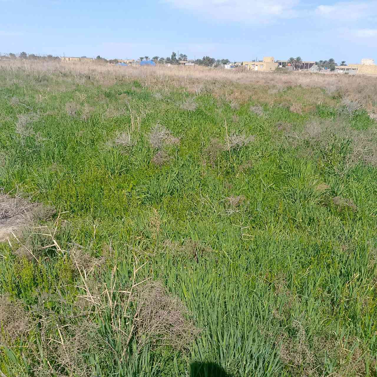 زرع شعير ٢ دونم وبور ٣ دونم المجموع ٥دونم مكان البخلف الثانيه قرب محطه المجاري  للبيع سعر خاص ***********

