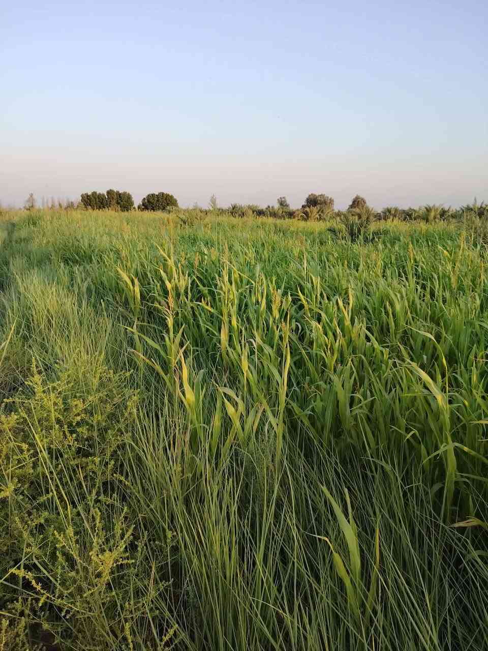 أذره 3للبيع مكان دوايه ***********
