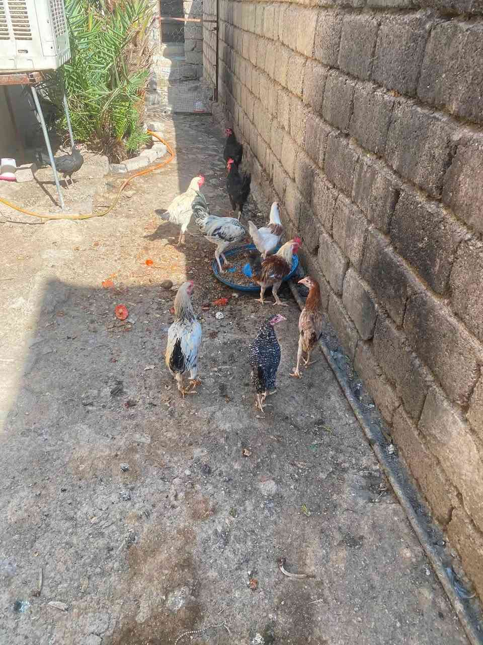 خمس اديوكه. عرب لبيع 
مرتبات ونضيفات مال بيت الديج عله ١٥ 
وديج الجبير  ٢٠
رقمي ***********
