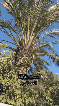 المحمودية حي الموظفين سعر المتر مليون و١٠٠ للاستفسار الاتصال ***********/*********** #عقارات_المحمودية #محمد_المالكي_للعقار ￼
