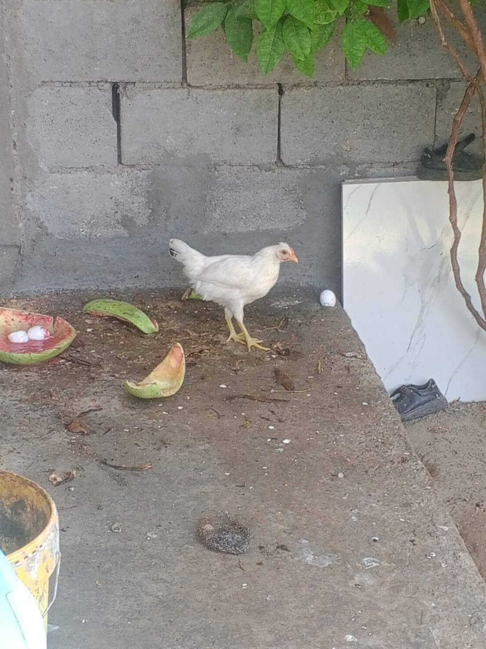 للبيع اربع ديوكه ودجاجه مكان الرمادي الصوفيه


**إذا كنت صاحب هذا الإعلان وتريد حذفه لأي سبب، رجاءا أرسل رسالة إلى الدعم الفني**