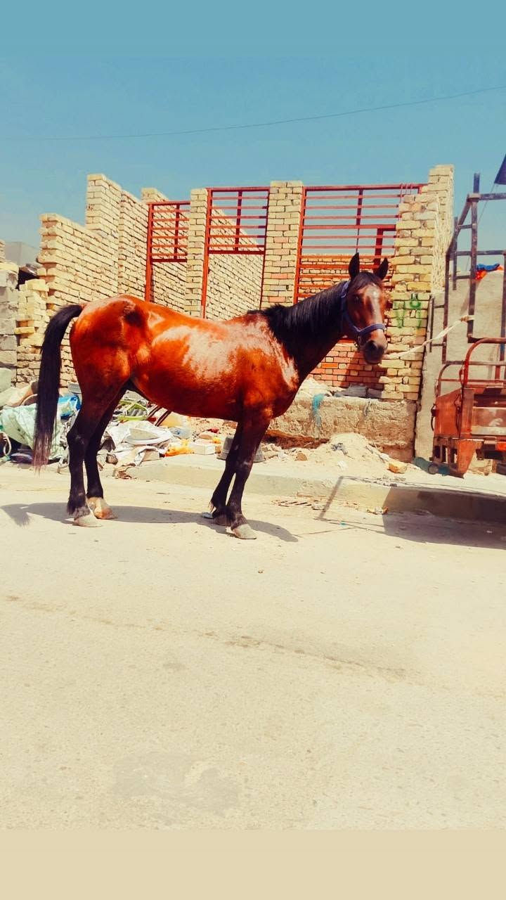 فرس عربيه عشره 7شهر مكاني بغداد بسعر مناسب ***********
