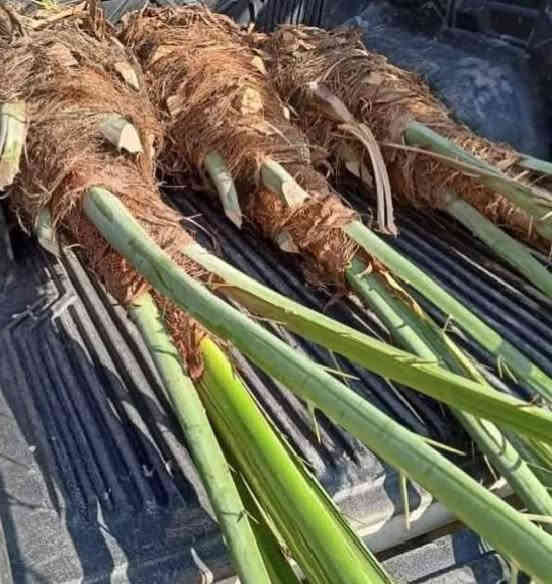 توجد انواع فسائل النخيل وباسعار مناسبة جدا
برحي مكتوم مجهول قرنفلي 

عجوه المدينة طه افندي 

اخت الفحل عوينه ايوب 

شويثي احمر واصفر 

بريم بربن ديري كنطار 

مكاوي خضراوي سلطاني 

جوزي قزمي حمراوي حمره الجبل 

ليلوي بلكه مكاوي خضراوي 

زاملي ابراهيمي اخلاص 

عنبره مشمشي بدعه 

مكاني كوت ***********
