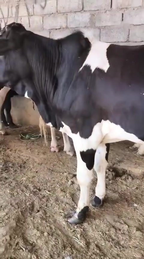 اخوان يوجد حلال للبيع
حوالي فول مواصفات درجه اولئ خشنات فول جنس درجه اولئ بخت شراي ترهم لحم تريد ربط حوالي كامله خشانه فول العدد 10 يرهم شلع يرهم تفريد
 
اخوان حلال اضبط من تصوير 

اخوان مكان الحلال شرقاط قريه شكراً 
يوجد خدمة توصيل 
***********
