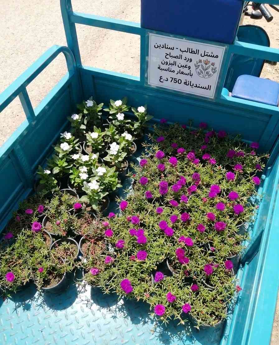 السلام عليكم لأهالي الكوت الطيبين 🌸🍃
طبعا كلنا نريد نباتات تقاوم حرنا، فجبت لكم أكثر نباتين يتميزن بمقاومة الحرارة وبنفس الوقت دائميات الخضرة والتزهير طول الصيف:

​_ عين البزون باللون الأبيض الفاخر 🤍

_ ورد الصباح. 

​💰 السعر: 750 دينار فقط للسندانة! (لأهلنا بالكوت والمناطق القريبة).

📌 ملاحظة: أقل كمية للطلب هي 5 سنادين، والتوصيل ثابت لباب بيتك بـ 3,000 دينار فقط 🛺💨.

للحجز والاستفسار التواصل على الخاص.


**إذا كنت صاحب هذا الإعلان وتريد حذفه لأي سبب، رجاءا أرسل رسالة إلى الدعم الفني**