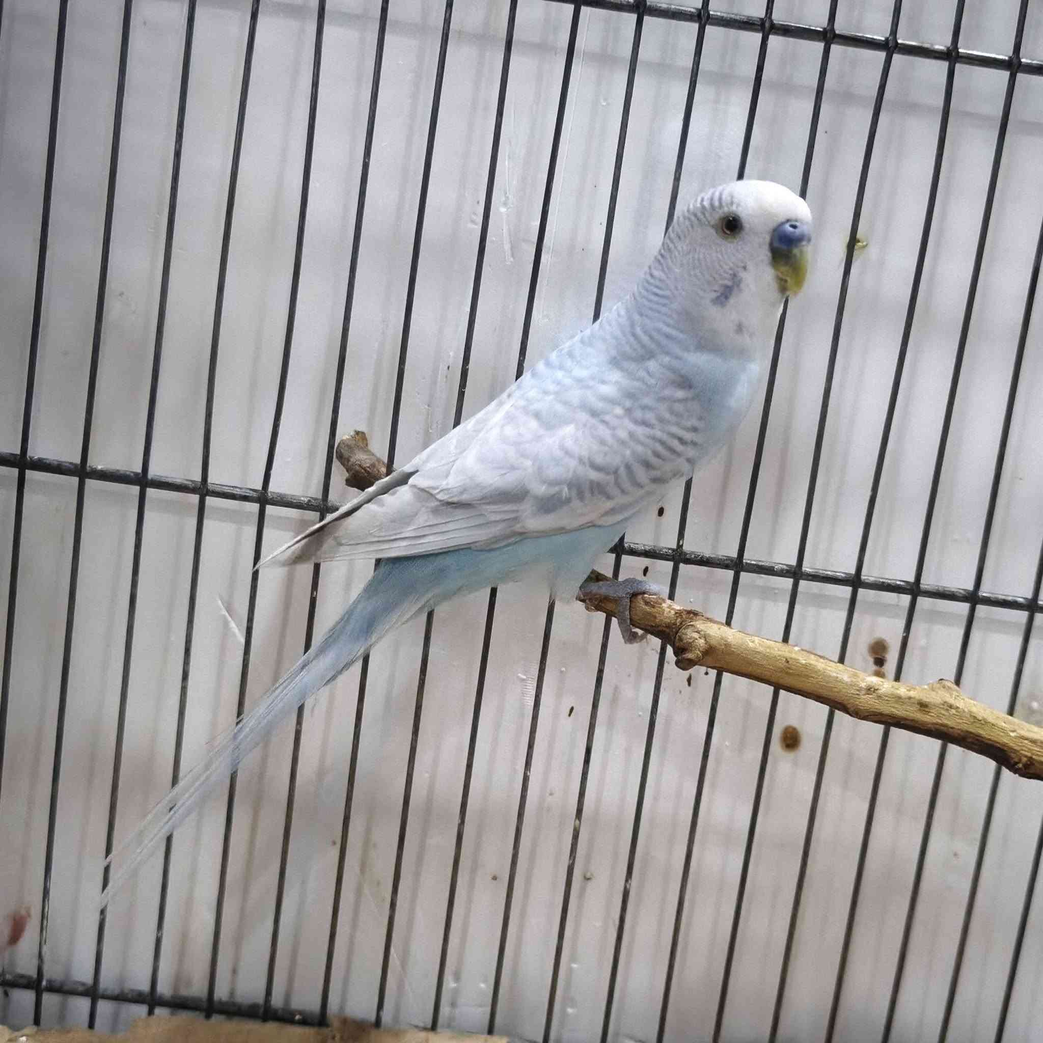 طير حب فحل كلش حلو اللبيع 🦜🌳🌼


**إذا كنت صاحب هذا الإعلان وتريد حذفه لأي سبب، رجاءا أرسل رسالة إلى الدعم الفني**