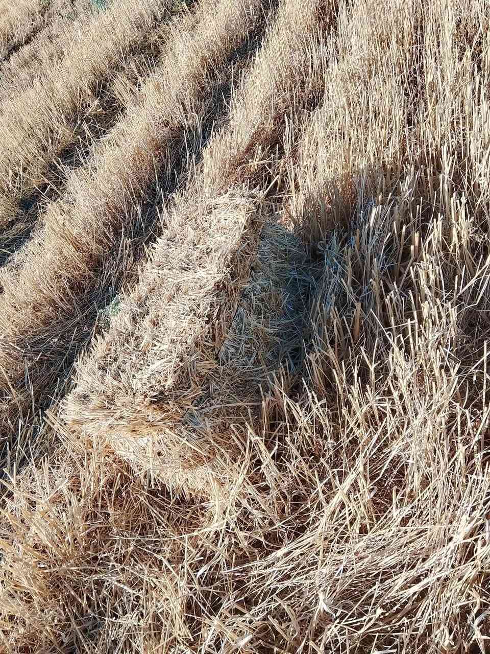 تبن كبسات للبيع ..***********....***********...ملاحضه كميه مفتوحة شگد ما تريد موجود
