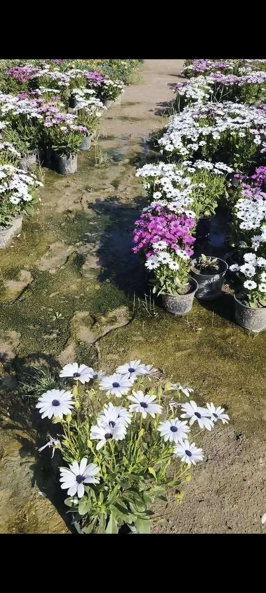 من رخصة الادمن نباتات ضليه وخارجيه التوصيل مجاني الحجز واتساب ***********
التوصيل فقط داخل كربلاء
