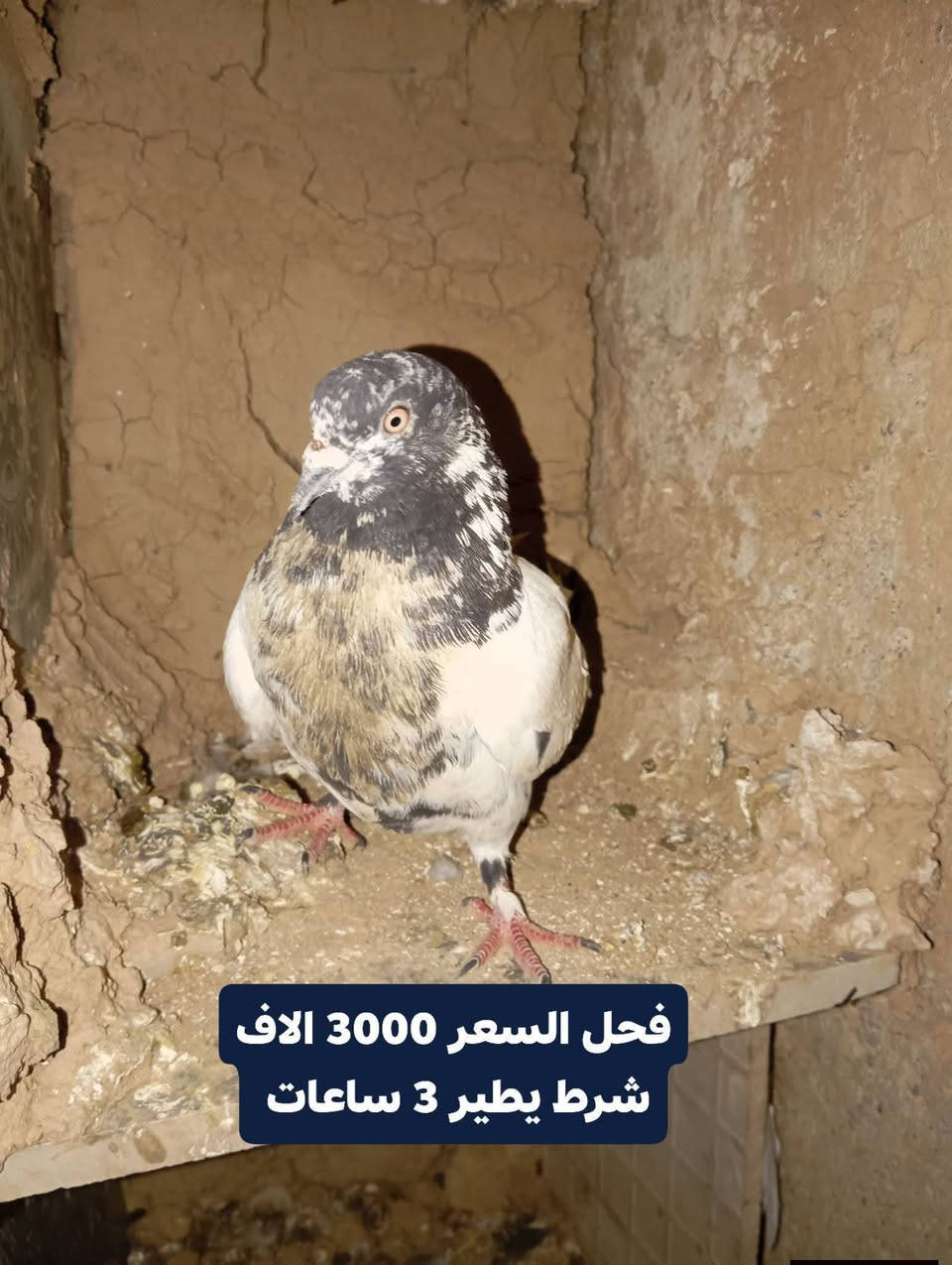 شراي تعال خاص وتدلل


**إذا كنت صاحب هذا الإعلان وتريد حذفه لأي سبب، رجاءا أرسل رسالة إلى الدعم الفني**