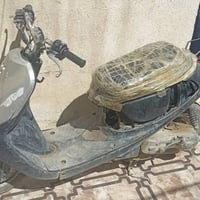 منغولي • فحل • سلف