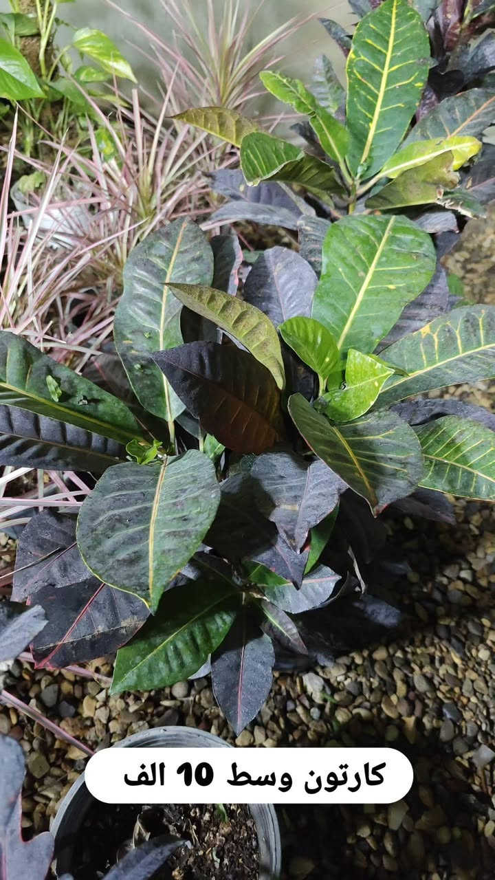 تخفيضات على كل النباتات داخليه🔥
سعر موجود داخل كل صورة

عنوانا الناصريه شارع الإمام علي تقاطع الشيباني مقابيل مصرف الطيف مشتل الشيباني ***********

يوجد خدمة توصيل 🚛
