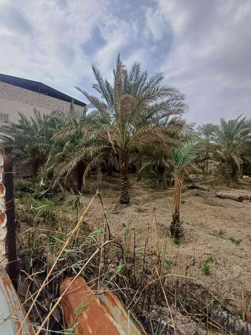 ارض للبيع مساحة 1150متر طابو عراقي سهم تحويل ابوالخصيب حمدان قريب للشارع السياحي الداخلي موقع جدا حلو شارع ٩متر تبليط نهر جاري ***********# ابو الخصيب, البصرة
