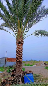 اسلام عليكم الي عنده نخله تحتاج تلقيج او تنضيف يتصل  07838206435