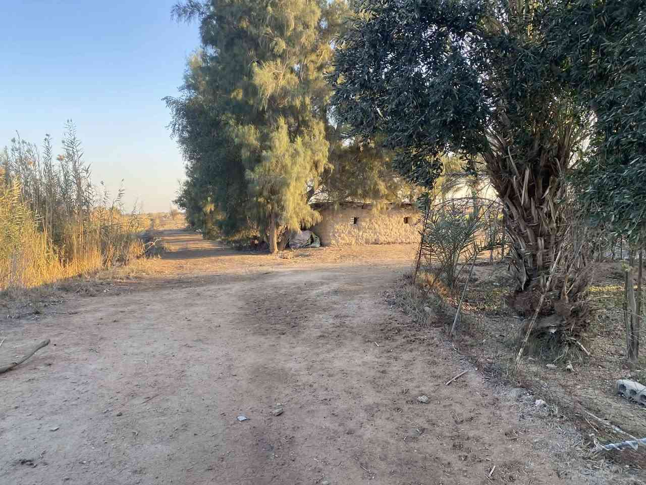 السلام عليكم 

اللهم صل على محمد وال محمد 

يوجد لدينا قطعة أرض للبيع  

عنوانها. الشوملي البراكيه 
جدول حسان  تبعد عن الشارع العام 
كيلو متر واحد 

وشارعها قيد التنفيذ 
ارض زراعيه وحلوه 
بيها ماء وكهرباء 

المساحه (20) دونم 

طابو زراعي سند 25 تحويل مباشر بأسم المشتري

الارض تنباع كامله  مو قطع

للاستفسار الاتصال على الارقام التالي

***********يوجدوتساب
