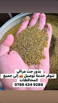 للبيع  بذور جت عراقي  نظيف خالي من الشوائب   ‏‭0786 424 9288‬  للأستفس...