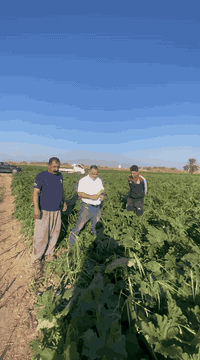 شجر ادم  من اهم الاصناف الموجودة في العراق والذي ممكن زراعته في العروة...