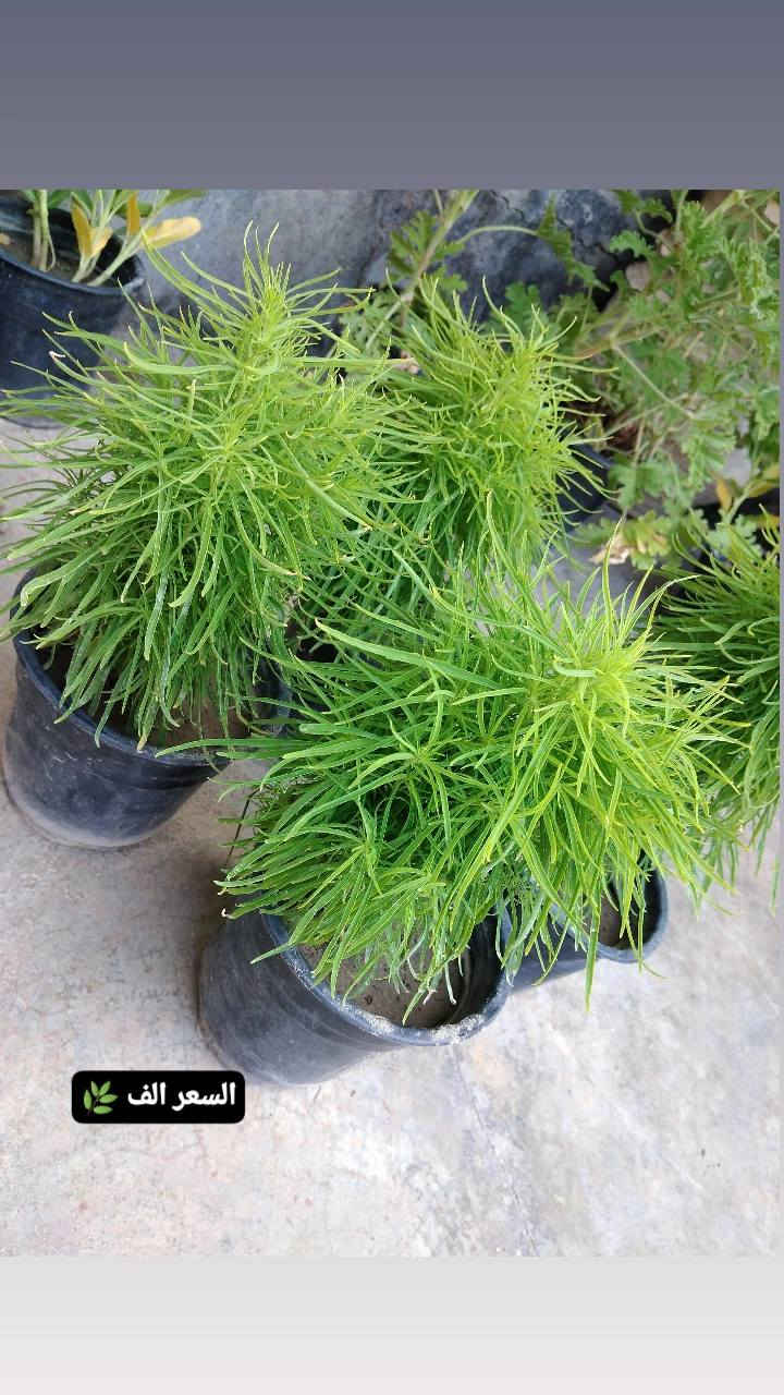 🌿 بيع ورد طبيعي ومنعش
🚚 توصيل مجاني داخل هبهب
📍 أقرب نقطة دالة: قرب مدخل المجمعات
📩 للطلب مراسلتنا خاص


**إذا كنت صاحب هذا الإعلان وتريد حذفه لأي سبب، رجاءا أرسل رسالة إلى الدعم الفني**
