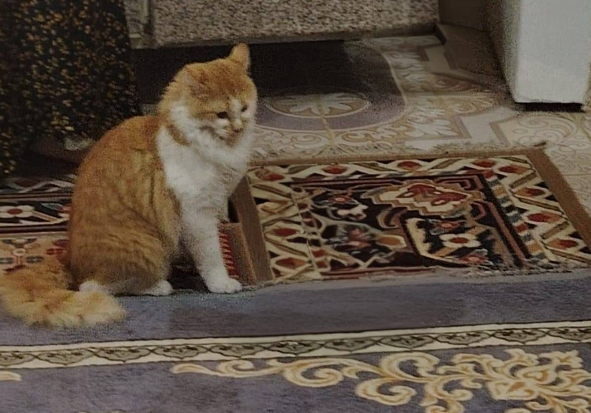 نفقد بزون ذكر نوع شيرازي من منطقه دور الضباط الشارع العام عل من يعثر عليه الاتصال عل الرقم***********
