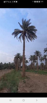 كربلاء طويريج • ٢ دونم • طابو زراعي