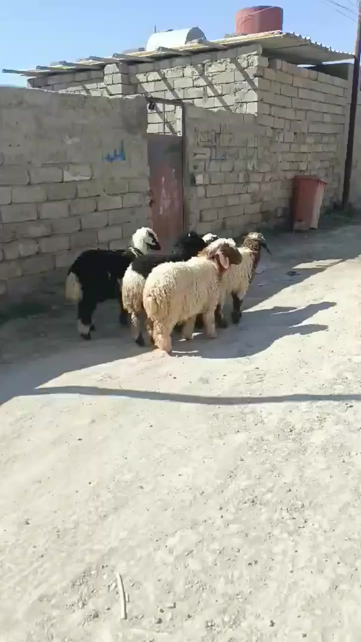 يوجد طليان العدد5شرط نصاحا بيجي حي العصري رقم 📱 الهاتف


**إذا كنت صاحب هذا الإعلان وتريد حذفه لأي سبب، رجاءا أرسل رسالة إلى الدعم الفني**