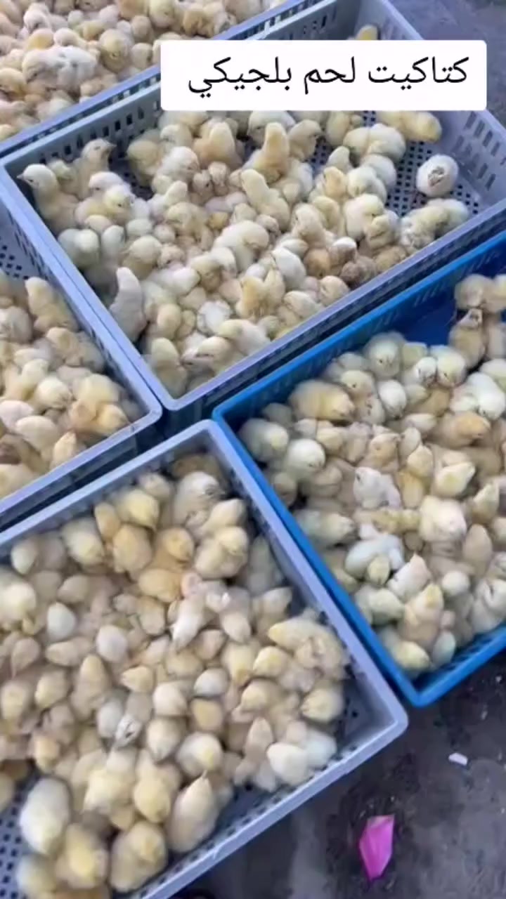 اللهم صلي على محمد وآل محمد
اي واحد عنده بيض يريد يفقسه  يتفضل خاص او واتساب *********** مكاني طارميه فقاساتي جيموكه افضل فقاسه بل سوك نسبت تفقيسها 100٪100 شوف تفقيسهن بعينك إذا بيضك قديم لا تجيبه وذا ما متئكد منه مخصب لا تجيبه لين ما اتحمل مسئوليته الدفع عند تسليم البيض يعني مو وره التفقيس
الي يحب يفقس يتفضل حياه الله
الله يرزق الجميع ❤️🌹
