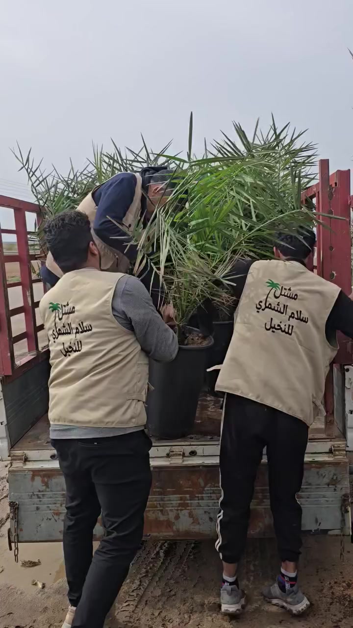 🌟 السلام عليكم متابعينا الكرام 🌟
📅 بتاريخ 2026/3/15
بفضل الله🙏
1️⃣ • يتم تجهيز الأخ عقيل من محافظة بابل القاسم بفسائل البرح النسيجي من مختبر DBD البريطاني بعمر ثلاث سنوات بواقع 200 فسيلة 👍
2️⃣ • النقل والزراعة والمتابعة وجميع خطوات العمل هي من قبل كادر اخوكم سلام الشمري 💪
3️⃣ • تم تزويد الأخ عقيل بكارت ضمان لحين الإثمار وشهادة صحية صادرة من دائرة زراعة واسط الى دائرة زراعة بابل 📝
4️⃣ • متوفر برحي ومجهول بأحجام مختلفة 🌴
- جميعها من مختبرات رصينة وذات جودة عالية 👍
5️⃣ • نتعهد بمطابقة الصنف لحين الإثمار 👍
للاستفسار الاتصال على الارقام: *********** /***********
او مراسلة الصفحة 📱
العنوان📍 : واسط /قضاء الصويرة /مجاور محطة وقود ديار شمر
