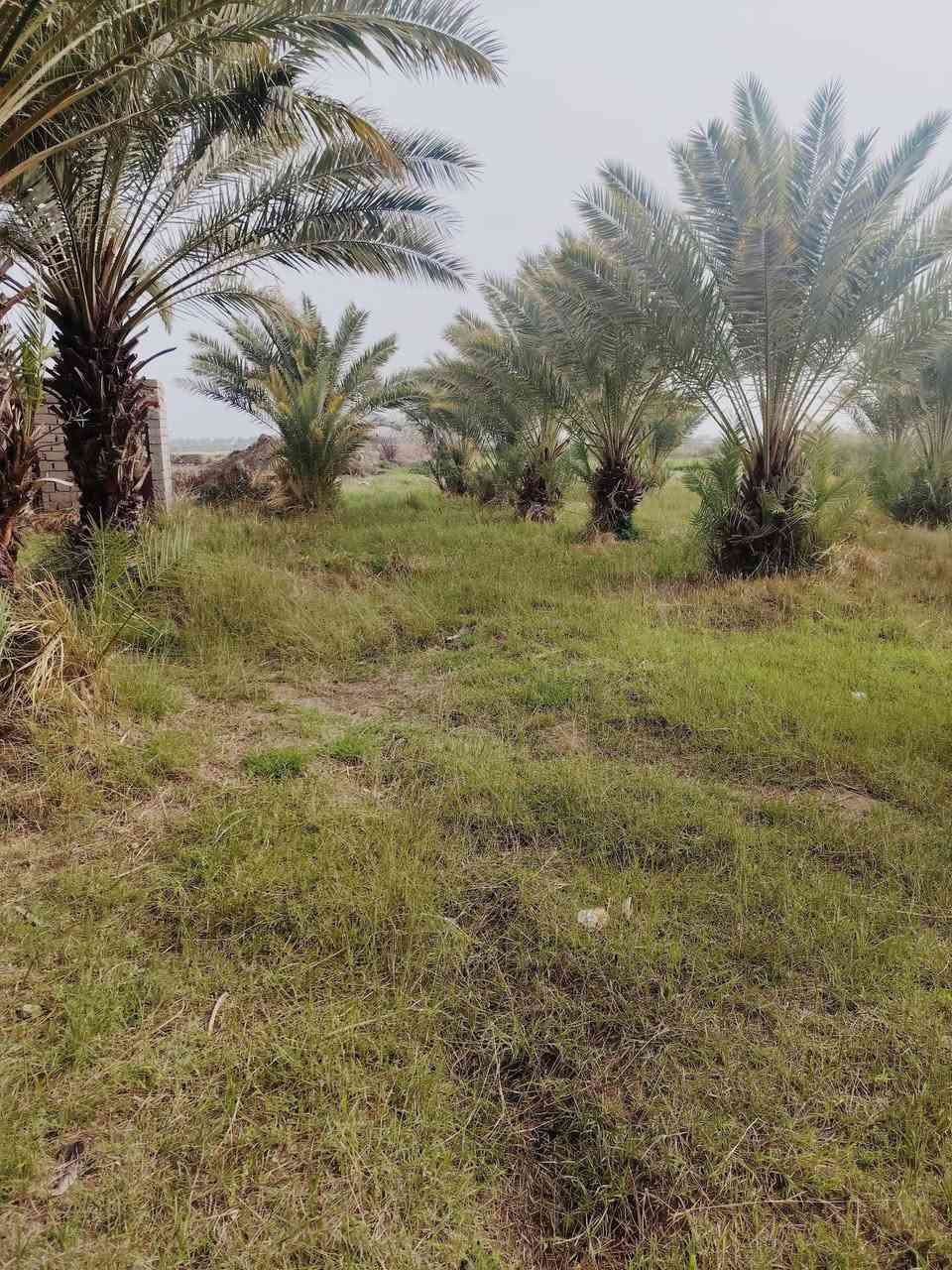 السلام عليكم
توجد فسائل نخل (برحي + شويثي اصفر+شويثي احمر+شكر +مكتوم +ديري ) وتوجد خدمه توصيل داخل ذي قار مع الشتال حسب الاتفاق للأستفسار ***********
