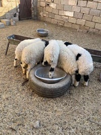 طليان فحله 5 شلع (مليون و50) قفل توصيل مجاني ٠٧٨٤٧٧٥٨٨١٦ واتساب فيديو ...