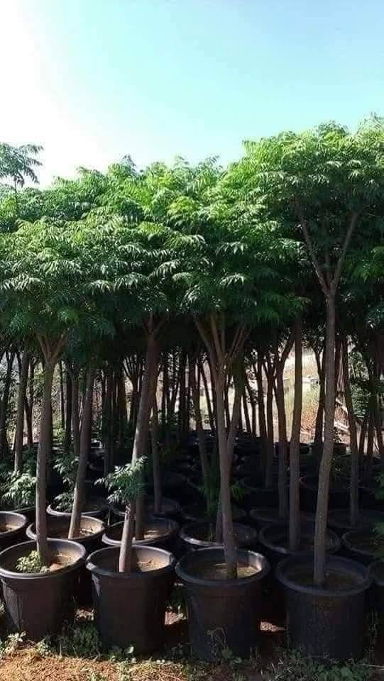 يوجد لدينا خدمة توصيل جميع انحاء المملكة


**إذا كنت صاحب هذا الإعلان وتريد حذفه لأي سبب، رجاءا أرسل رسالة إلى الدعم الفني**