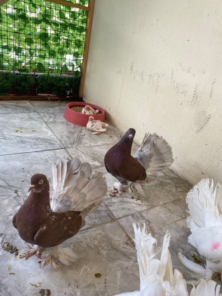 سلام عليك زوجين عرايس للبيع طيره وفل طيره وفحل نضيفات مال بيت هذا رقم *********** اتصل حله مركز
